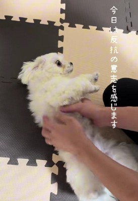 頑なに拒否するHaruちゃん