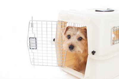 クレートから顔を出すテリア