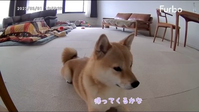 留守番をする雄の柴犬