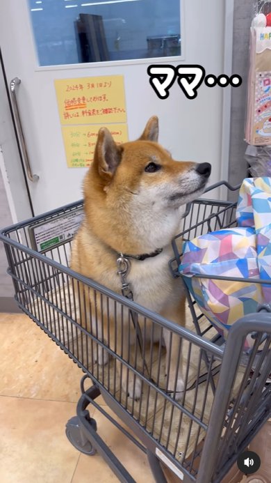 甘えた視線をママに向ける柴犬