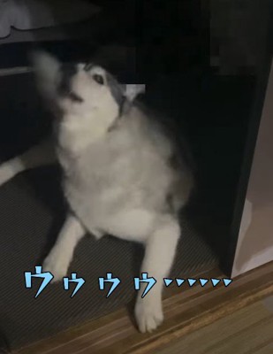 尻尾を触られて激怒!!