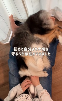 膝の上で寝転がる犬