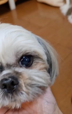 手に顎を乗せる犬