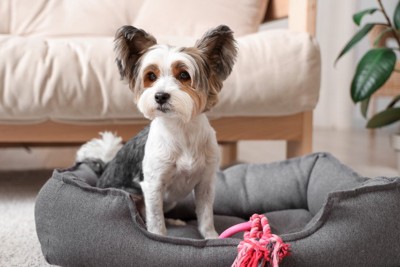 ベッドでお座りしている犬