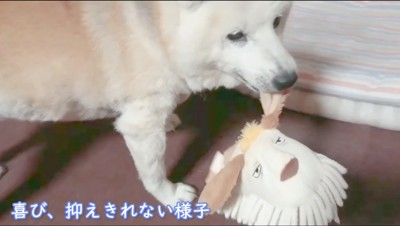 犬のぬいぐるみを咥えながら女性を見つめる犬