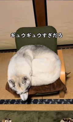 アシㇼちゃんの寝相8