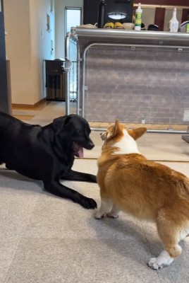 左足が床につくモコちゃん