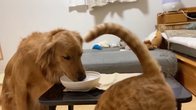 よもぎちゃん&だいず君の納豆への反応5