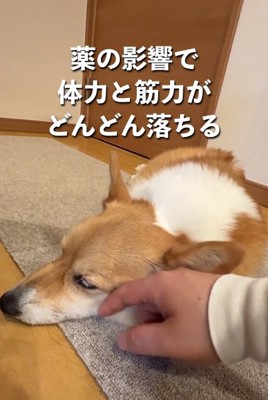 撫でられるモコちゃん