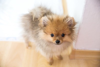 ポメ子犬