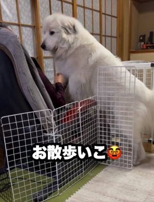 おじいちゃんの上に乗るドレミちゃん