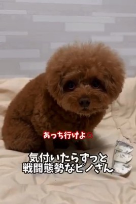 おやつを守るピノちゃん