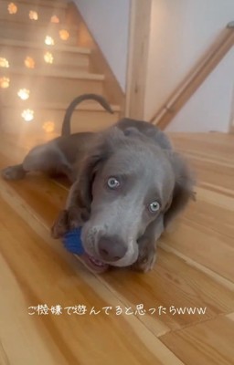 おもちゃが取れなくなったレアちゃん