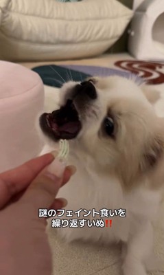 歯磨きガムを怖がるぽっぷくん3