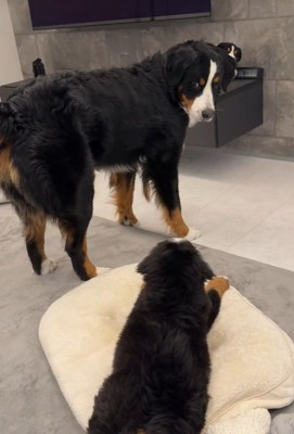 「ねえねえ、構ってよ～」