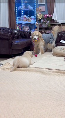 子犬を見つめる成犬