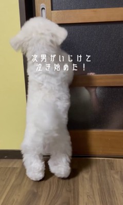 「開けてー!」