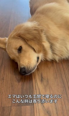 長男に寄り添う大型犬