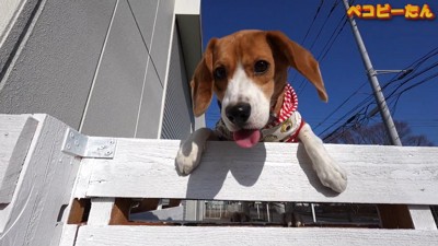 脱走を企てるペコちゃん