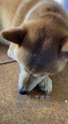 床にうつ伏せて眠る犬