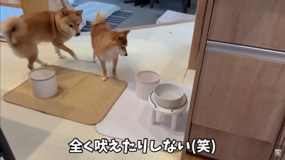 大人しく待っているという富くん