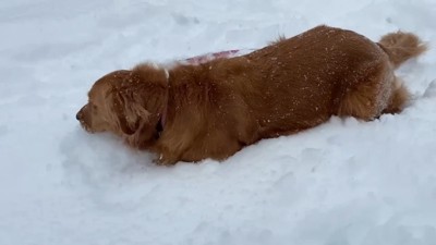 よもぎちゃん＆だいず君の雪への反応