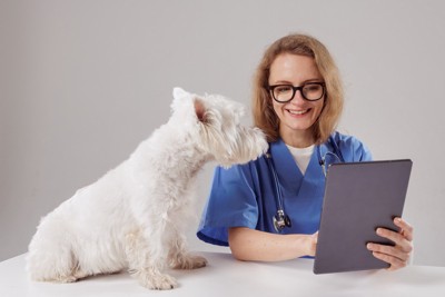 診察を受ける犬