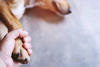 手を握られている犬