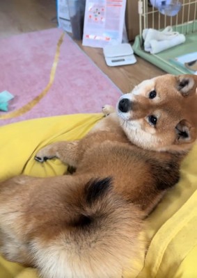 振り向くりんちゃん