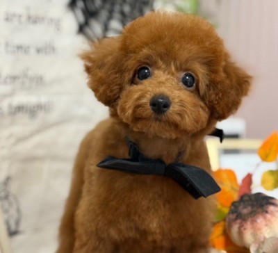 初めてのトリミングへ