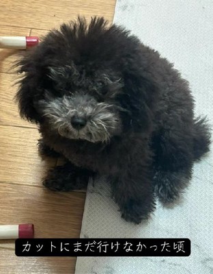 トリミング前のセシルちゃん