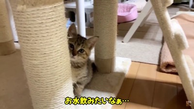 お水を飲みたい子猫