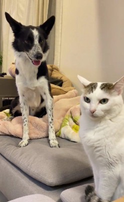 いつでも猫さんの警備隊！！