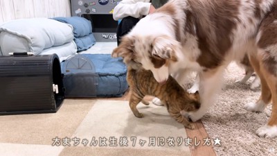 たまちゃんのことが大好き