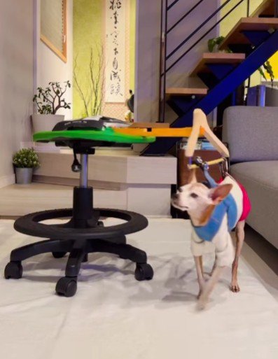 ハイシニア犬のグル活