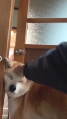 犬の頭を撫でる飼い主