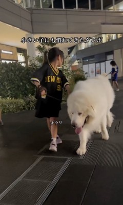 お利口さんなダンボくん