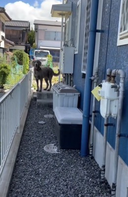 「はやくはやくっ」