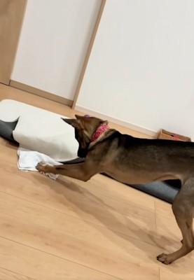 力をいれる犬