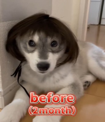 カツラを被る2カ月の犬1