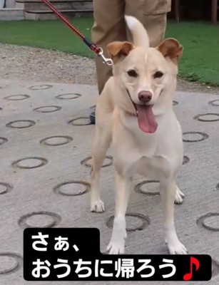 カメラ目線の犬4