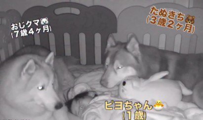 カメラを確認してみたら…