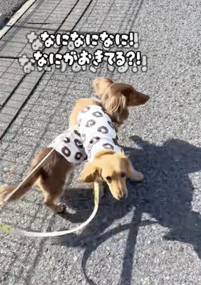 戸惑うよよたん