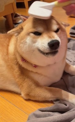 何度もブラッシングする飼い主さん