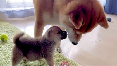 赤ちゃん犬のオモチャを見つめる柴犬と、柴犬を舐める赤ちゃん犬