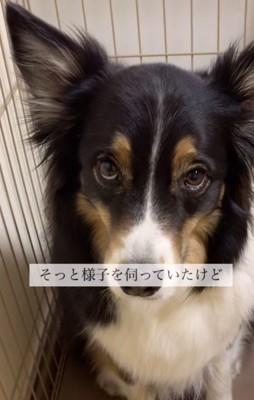 「また捨てられるの?」