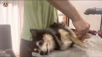 店員に爪切りをされる犬