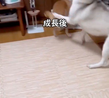前足で柴犬に触れるハスキー犬