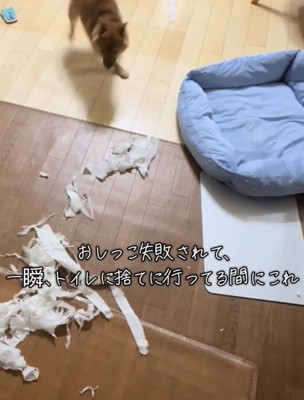 走り出す犬と広がる紙の山