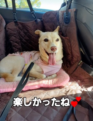 満足そうな犬